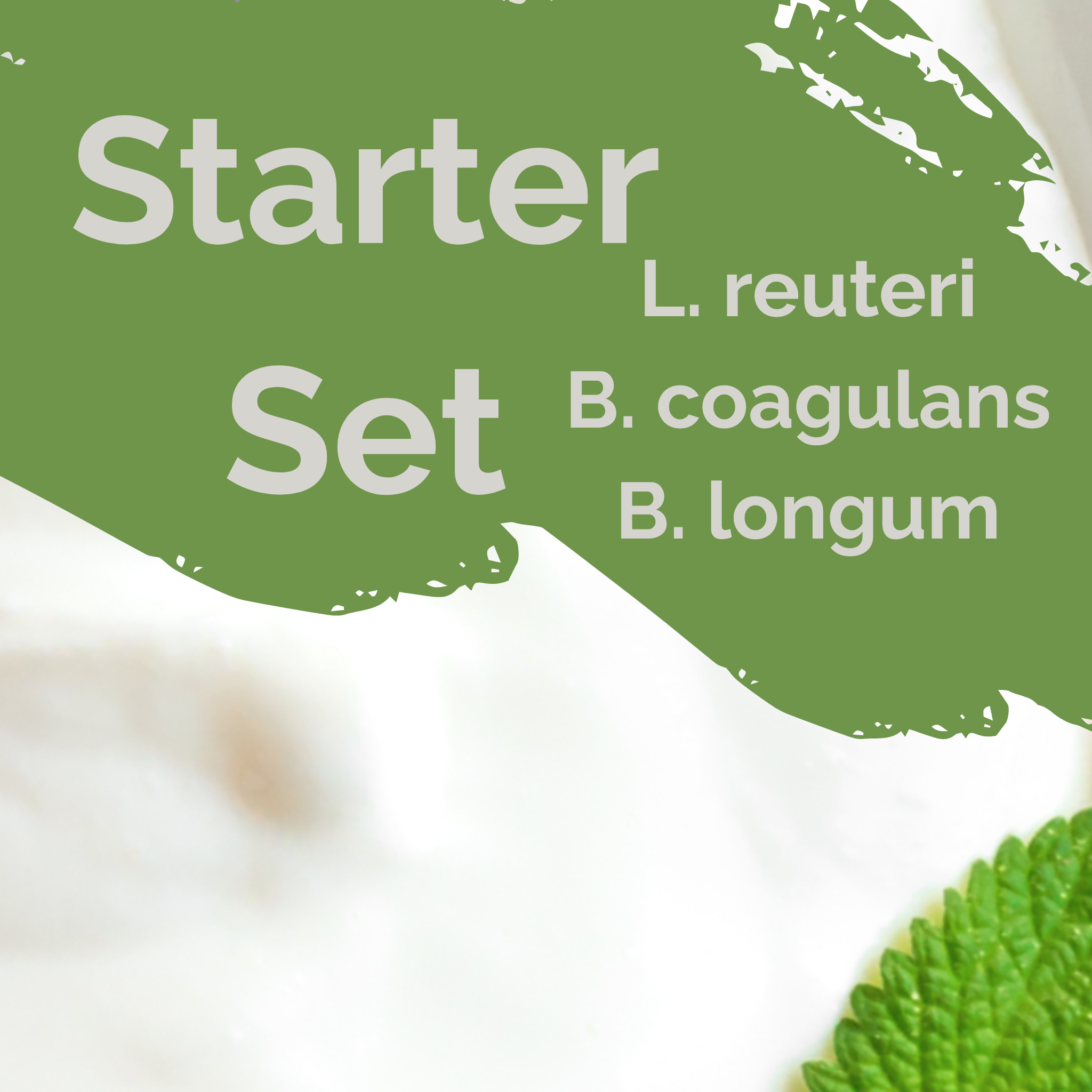 L. reuteri + B. coagulans + B. longum | Set Starter per Yogurt | SIBO | Colture Starter | Confezione da 3