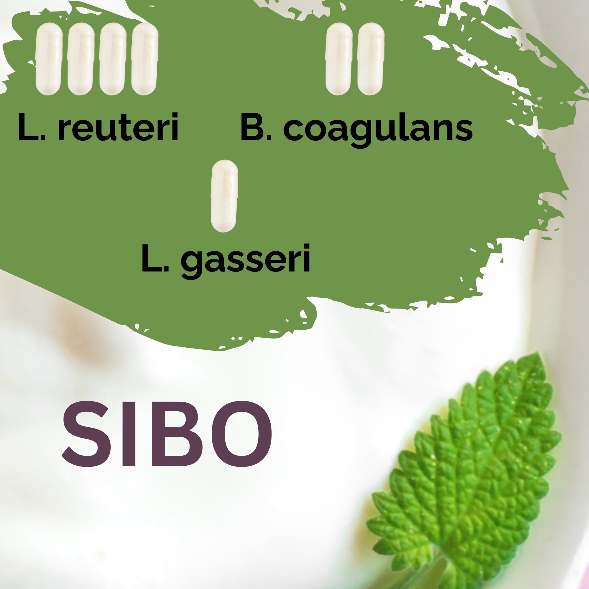 L. reuteri + B. coagulans + L. gasseri | Set Starter per Yogurt | SIBO | Colture Starter | Confezione da 3